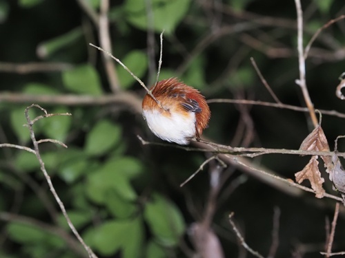 Madagascar Pygmy Kingfisher