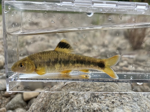 Subspecies Sarcocheilichthys variegatus wakiyae · iNaturalist