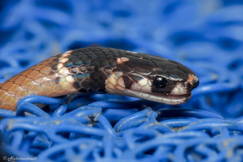 Black-headed Snake