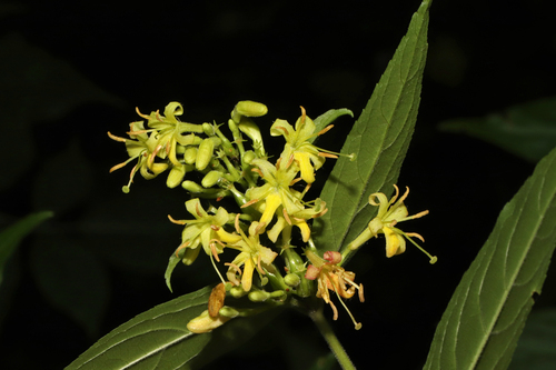 How to identify Diervilla rivularis Gatt.