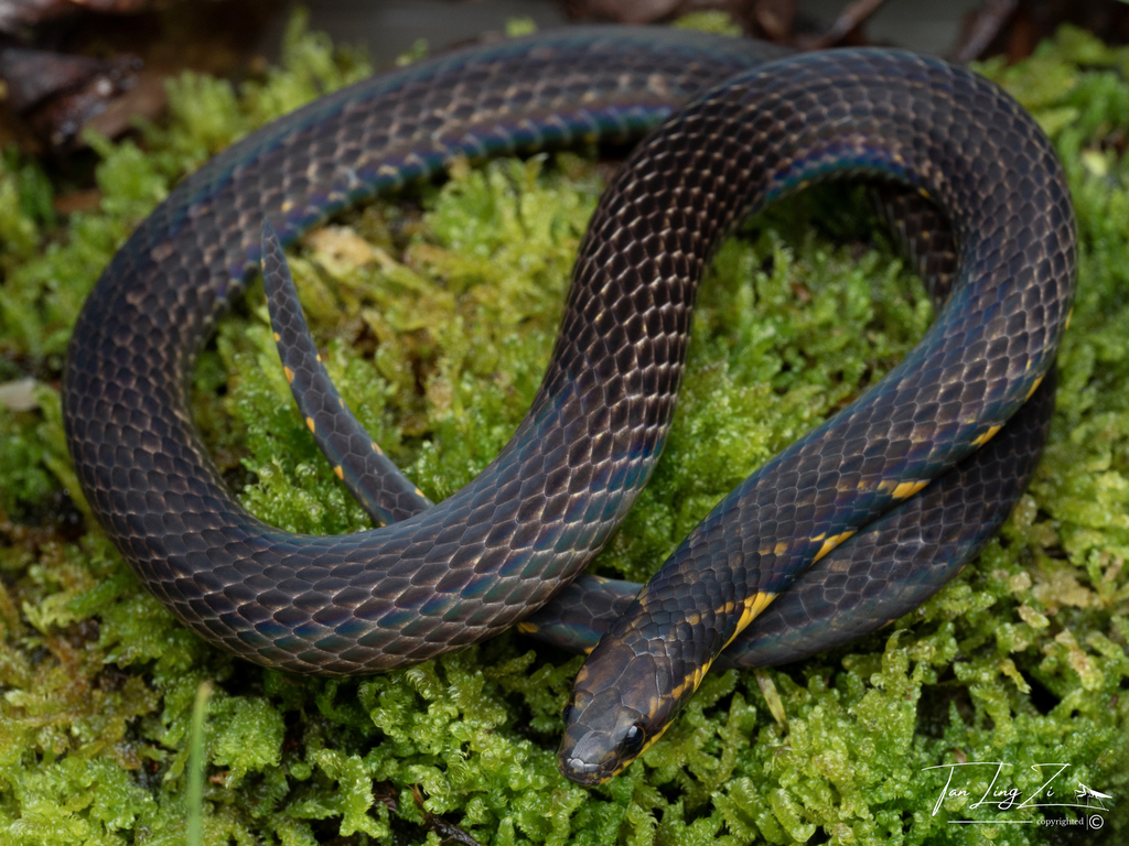 Genting Highlands Reed Snake from Genting Highlands, Pahang, Malaysia ...