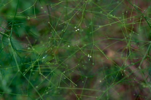 roughfruit scaleseed (Spermolepis divaricata)