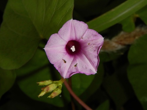littlebell (Ipomoea triloba)