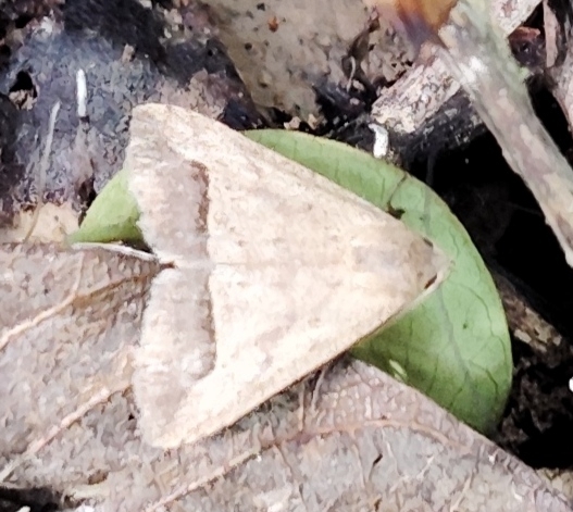 Butterflies and Moths from J9G5+GFH, Nagajanka Grant, Bosabehari Gaon ...