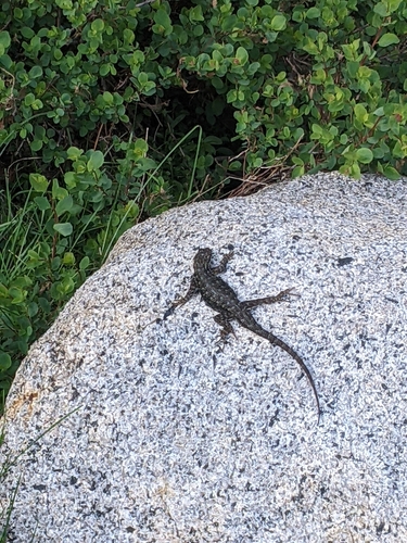 iNaturalist observation photo of Western Fence Lizard