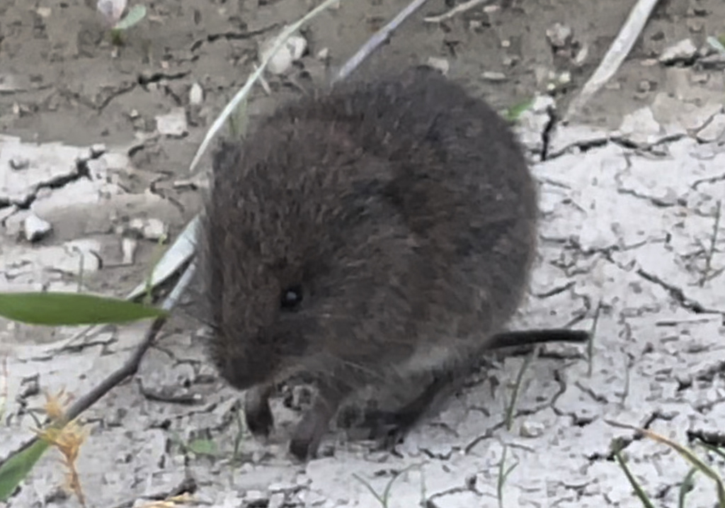 Voles, Lemmings, and Muskrats from Chemin des Trois Lacs, Autavaux, FR ...