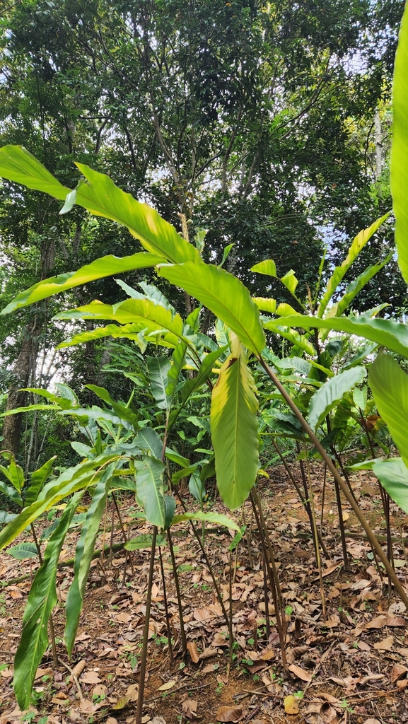 Alpinia kwangsiensis
