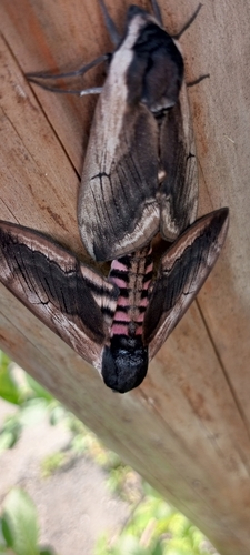 Privet Hawkmoth