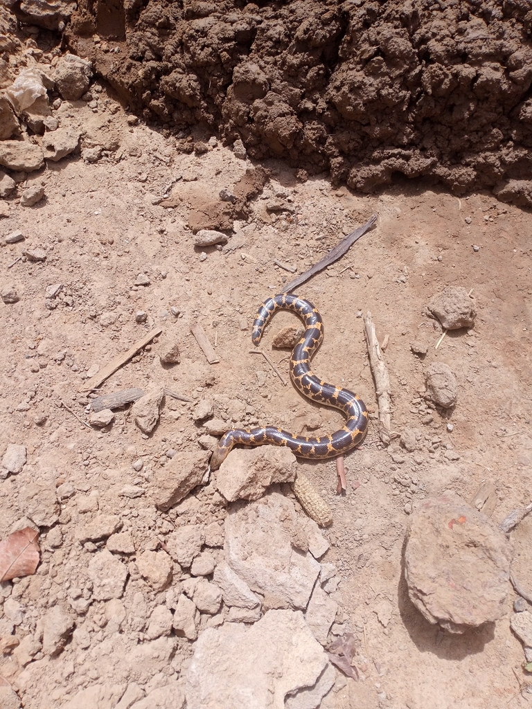 Sahara Sand Boa from Malanville, Bénin on May 18, 2024 at 11:28 AM by ...