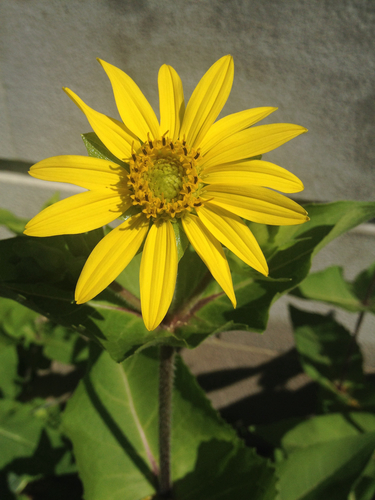 Silphium perfoliatum var. connatum