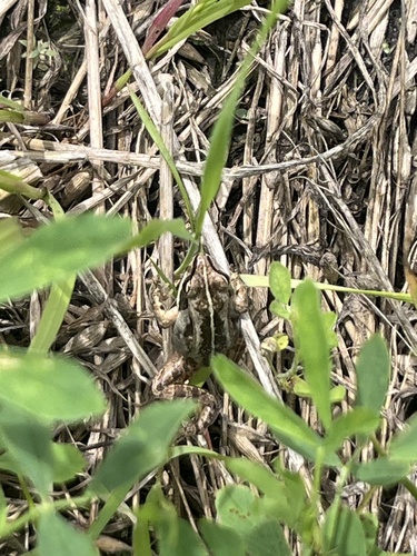 Wood Frog