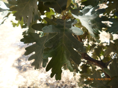 Pyrenean Oak