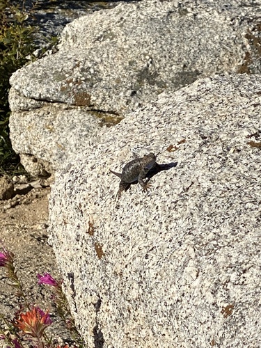 iNaturalist observation photo of Western Fence Lizard