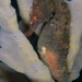Observation photo