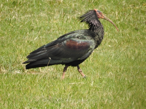 Northern Bald Ibis