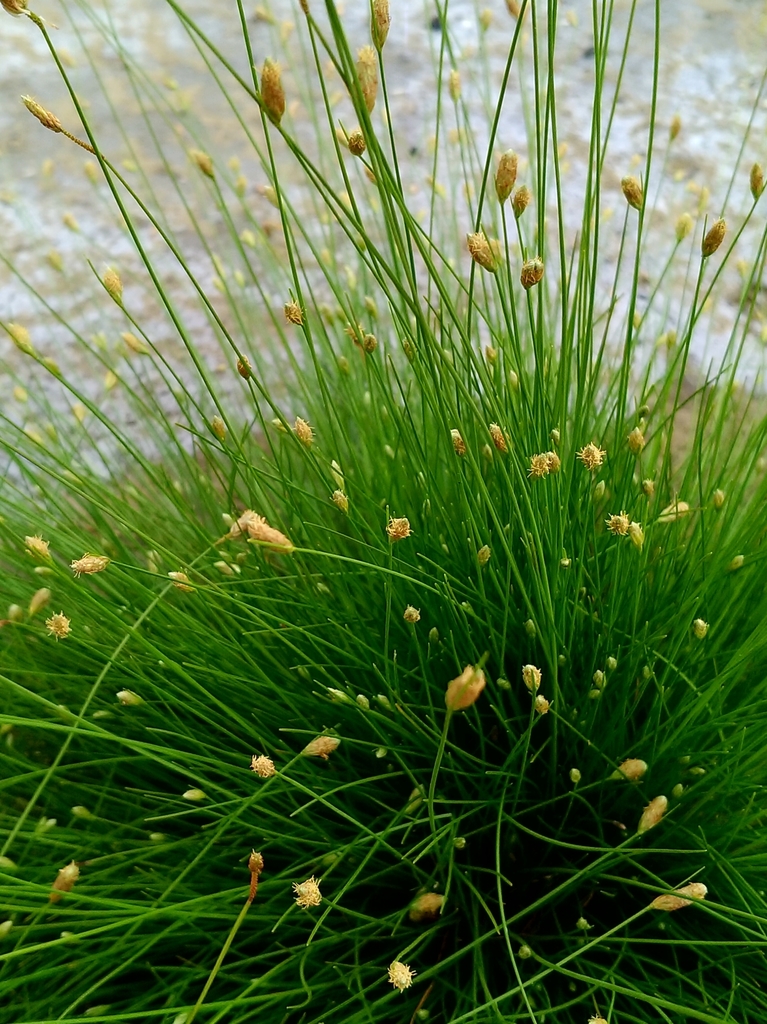 Fimbristylis polytrichoides (Fimbristylis polytrichoides)