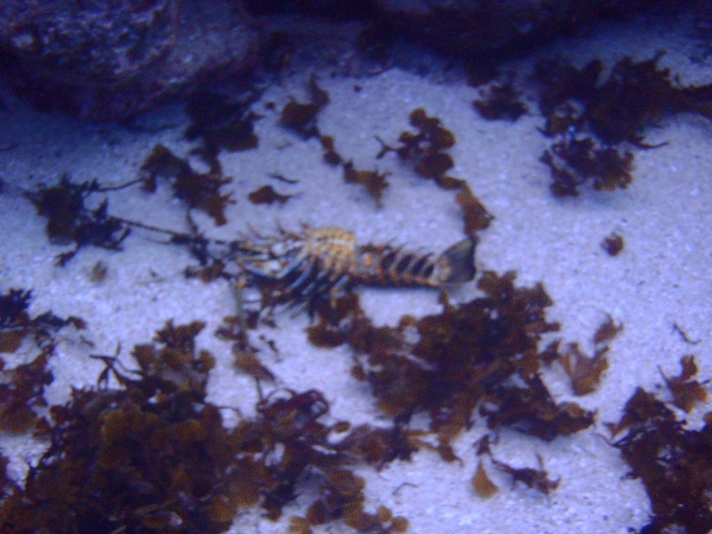 Spiny Lobster
