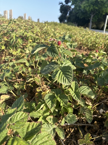 iNaturalist observation photo of trailing blackberry