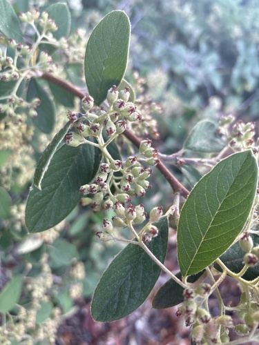 iNaturalist observation photo of Cotoneasters