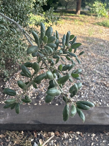 iNaturalist observation photo of coast live oak