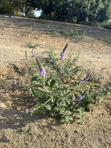 iNaturalist observation photo of western vervain