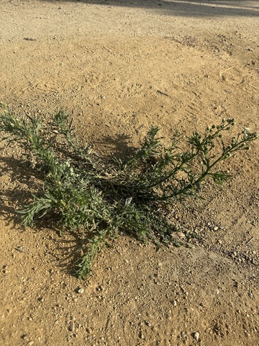 iNaturalist observation photo of Flax-leaved Horseweed