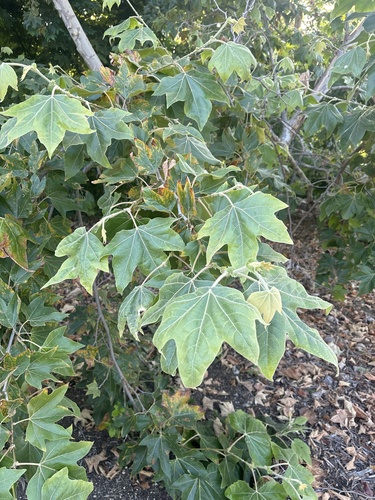 iNaturalist observation photo of western sycamore
