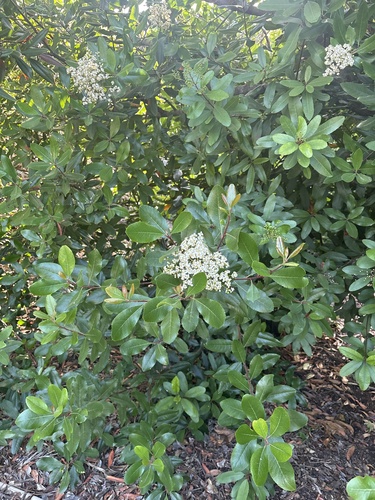 iNaturalist observation photo of Toyon