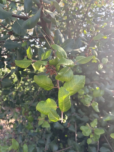 iNaturalist observation photo of sumacs