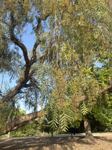 iNaturalist observation photo of Peruvian Pepper Tree