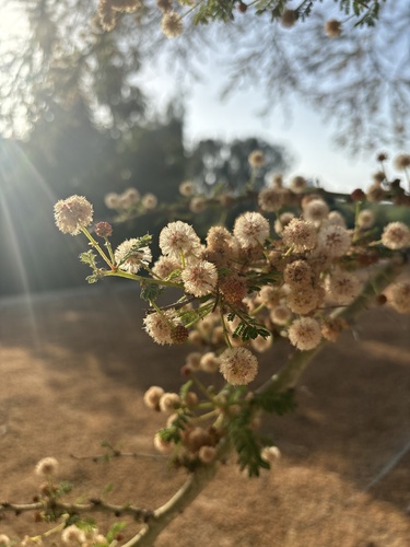 iNaturalist observation photo of thorn trees