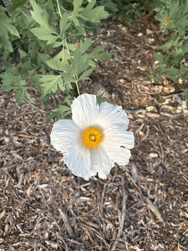 iNaturalist observation photo of Coulter's matilija poppy