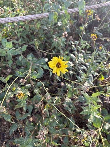 iNaturalist observation photo of California brittlebush