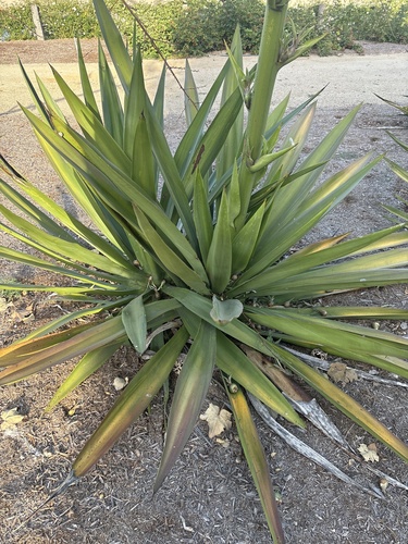 iNaturalist observation photo of Century plant subfamily