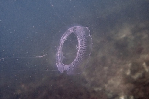 photo of Crystal Jellies (Aequorea)