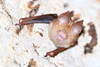 Diadem Roundleaf Bat - Photo (c) Carlos N. G. Bocos, all rights reserved, uploaded by Carlos N. G. Bocos