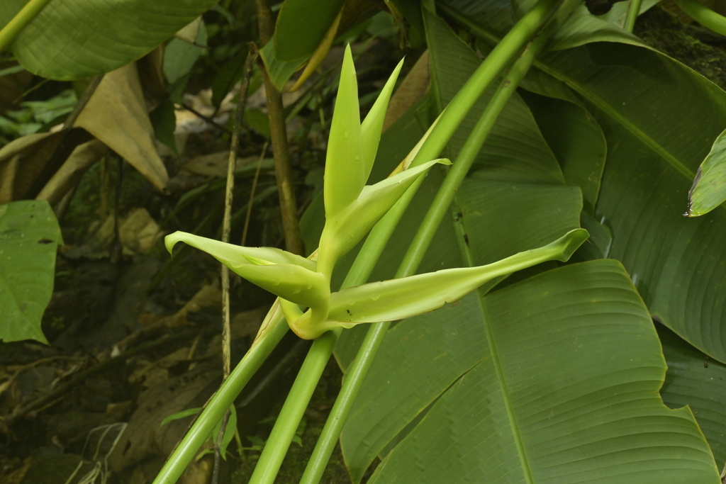 Heliconia papuana