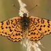 Lesser Spotted Fritillary - Photo (c) ruimvs, all rights reserved, uploaded by ruimvs