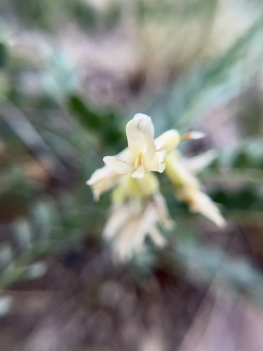 Astragalus beckwithii var. sulcatus