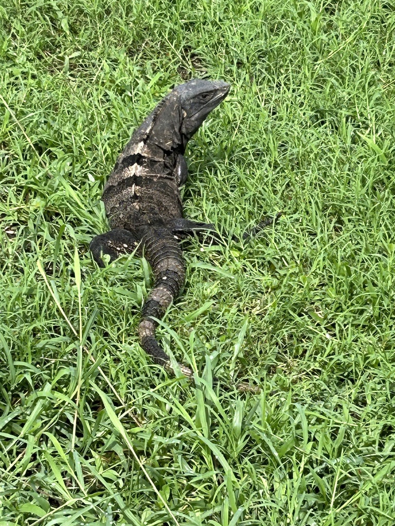 Black Spiny-tailed Iguana from Playa Matapalo, Carrillo, Guanacaste, CR