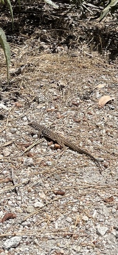 iNaturalist observation photo of Western Whiptail