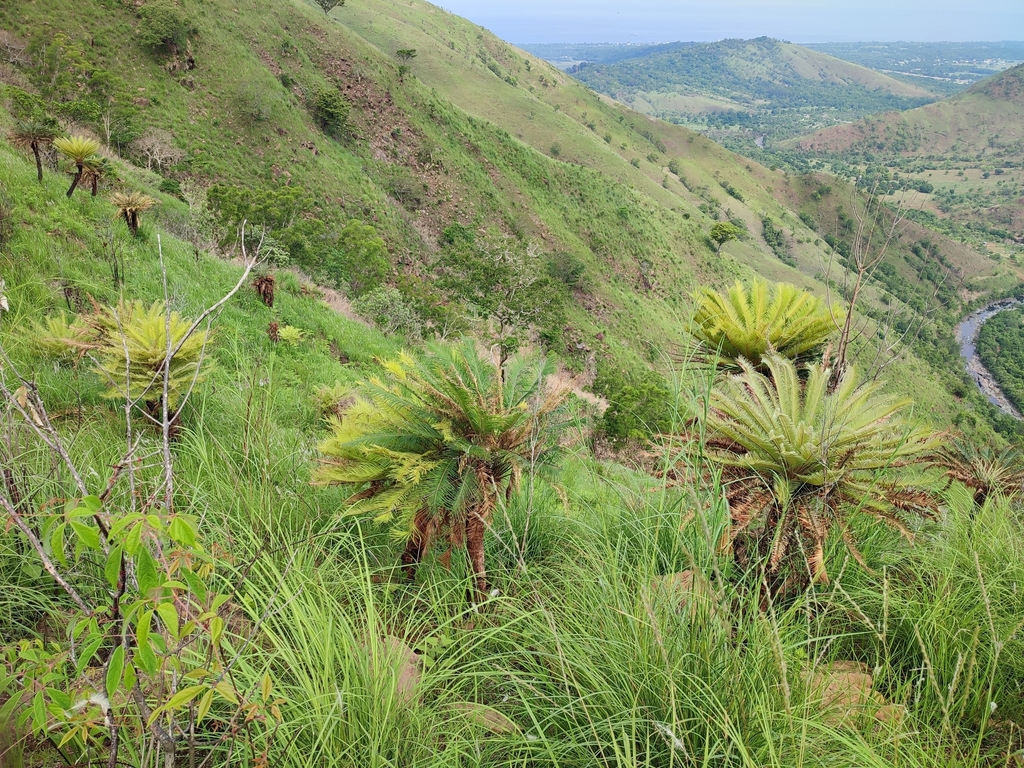 Cycas zambalensis (Zambales Sago)
