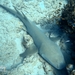 Tawny Nurse Shark - Photo (c) Gareth Barber, all rights reserved, uploaded by Gareth Barber