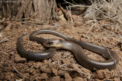 Paradelma orientalis