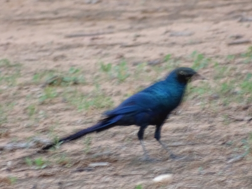 Long-tailed Glossy Starling
