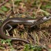 Metallic Coolskink - Photo (c) Tom Frisby, all rights reserved, uploaded by Tom Frisby