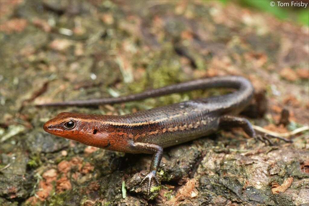 Southern Red-throated Rainbow Skink