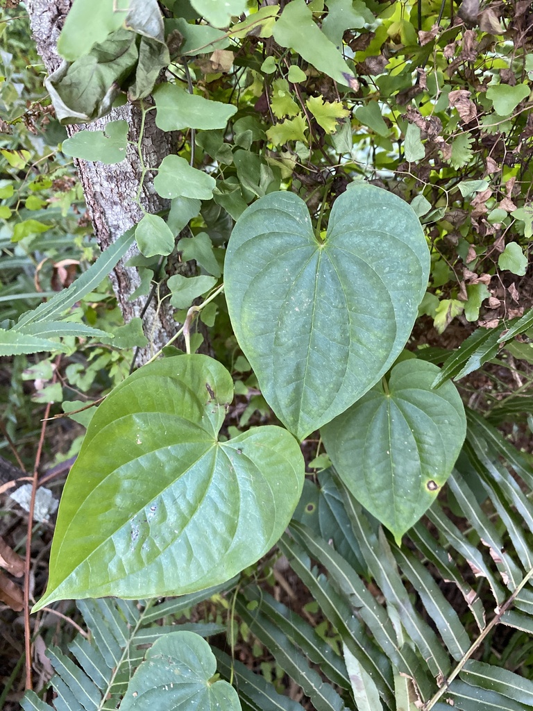 pearl vine from Kift Ct, Kallangur, QLD, AU on June 18, 2024 at 04:11 ...