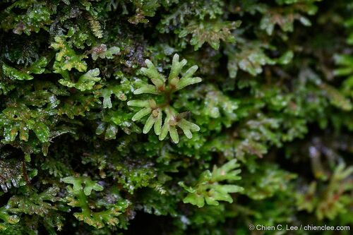 Jensenia decipiens