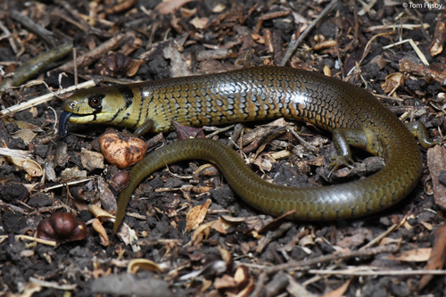 Mainland Sheoak Skink